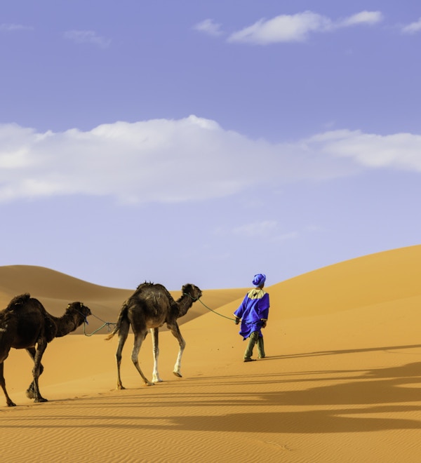 Tuareg med tre kameler i den vestlige delen av Sahara-ørkenen i Marokko. Sahara-ørkenen er verdens største varme ørken.