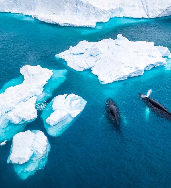 Luftfoto av to knølhvaler (Megaptera novaeangliae) som spruter og spiser foran et isfjell ved Ilulissat isfjord, påvirket av klimaendringer og global oppvarming, Grønland