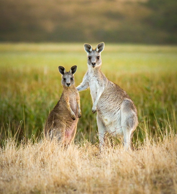 To kenguruer poserer som gode venner.