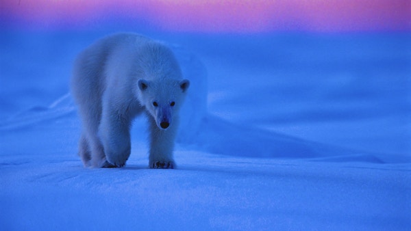 Isbjørner på vandring i den kalde vinteren