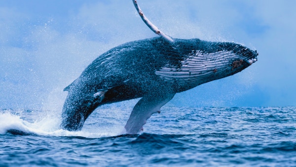 A Humpback Whale (Megaptera novaeangliae) breaching the surface of the waters off Puerto Lopez, Ecuador.