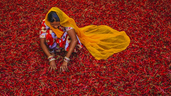 Ung indisk kvinne som sorterer røde chilipepper i nærheten av Jodhpur. Jodhpur er kjent som den blå byen på grunn av de livlige blåmalte husene rundt Mehrangarh-fortet.