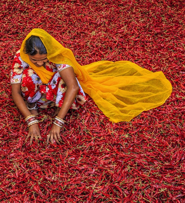 Ung indisk kvinne som sorterer røde chilipepper i nærheten av Jodhpur. Jodhpur er kjent som den blå byen på grunn av de livlige blåmalte husene rundt Mehrangarh-fortet.