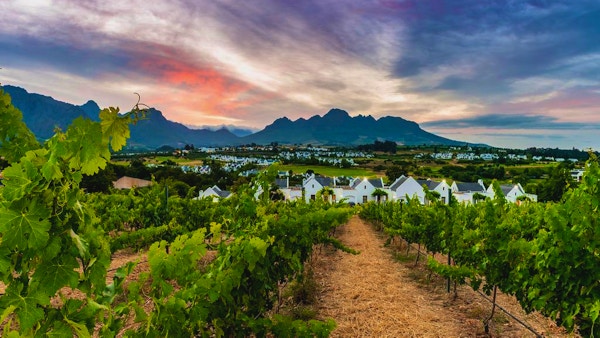 Vinmarker i idylliske Stellenbosch, innrammet av høye fjell.