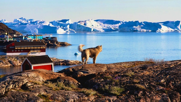 Hund i Ilulissat, Grønland.