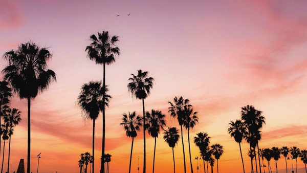 Silhuett av palmer mot rosa-oransje himmel