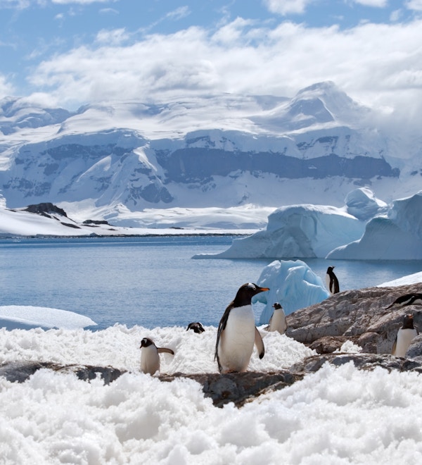 Pingviner som vandrer på isen i Antarktis
