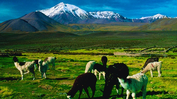 Den gruppe lamaer gresser på en slette foran snødekte fjell.