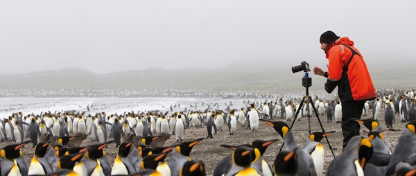 Fotograf i et mylder av pingviner