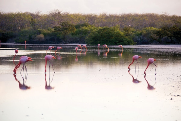 Flamingoer på Galapagos