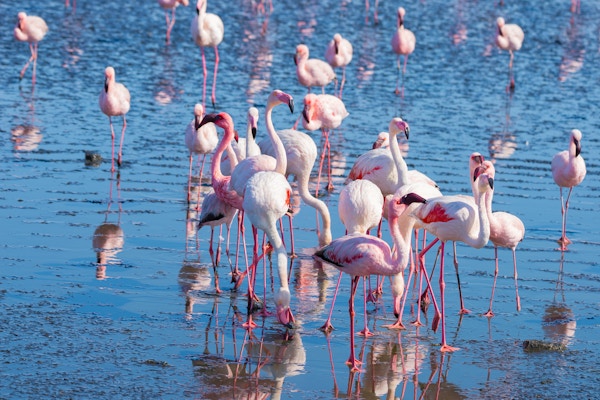 Gruppe av rosa flamingoer på sjøen ved Walvis Bay, den atlantiske kysten av Namibia, Africa.