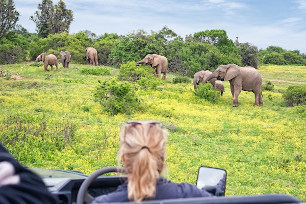 Luksusafari i Sør-Afrika. Observerende beitende elefanter i villmarken ute fra kabriolet terrengkjøretøy. Game drive med kvinneguide.