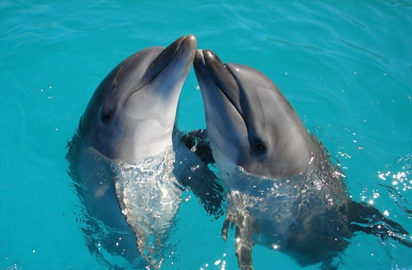 To delfiner snute mot snute i et basseng