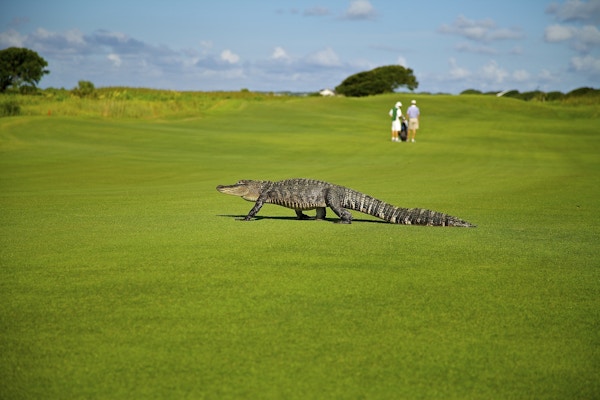 en alligator vandrer over en golfbane med to golfspillere i bakgrunnen