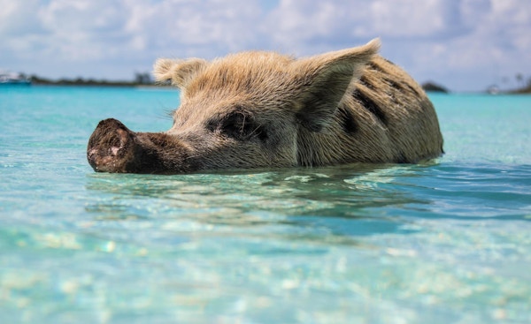 En brun gris svømmer i krystallklart vann