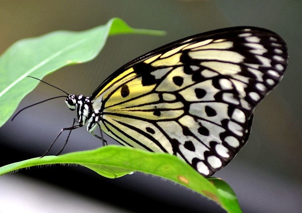 Vakker sommerfugl på et blad