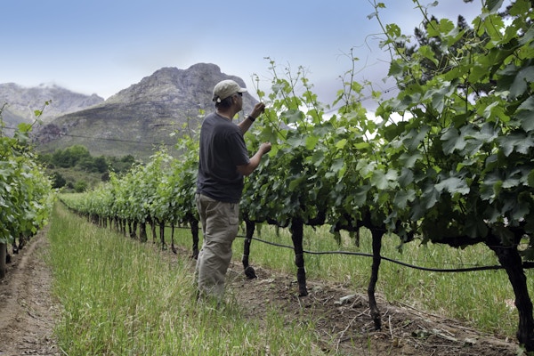 En mann sjekker avlingen i Stellenbosch vinlandsregioner nær Cape Town.