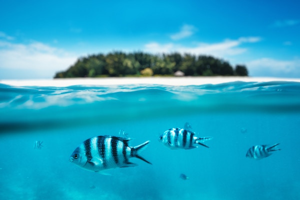 Gruppe av sebrafisker som svømmer i havet. Kombinert utsikt under vannet og på overflaten. Bakgrunn: Uklar Mnemba-øya som er en del av Zanzibar-øygruppen (Tanzania, Afrika),