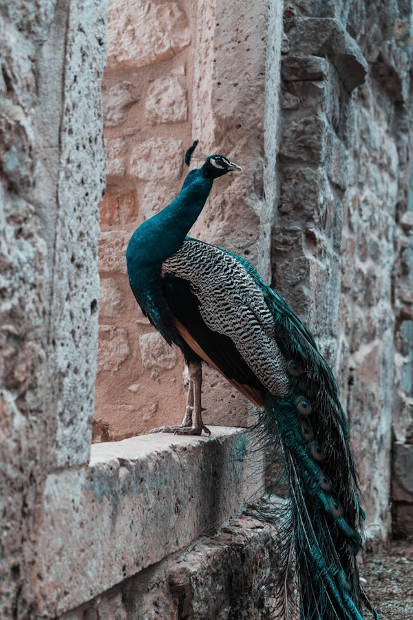 påfugl på en steinete vegg