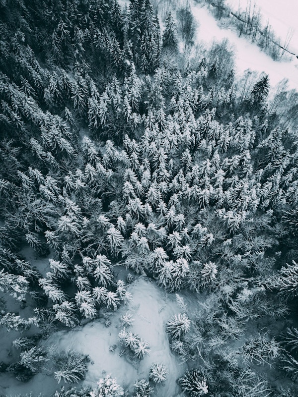 Snøkledde trær og snø på bakken