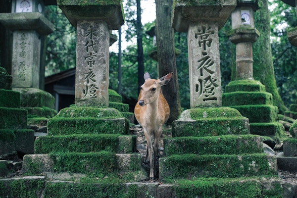 En hjort ved japanske templer