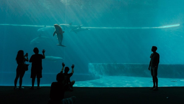 Mennesker står foran et stort akvarie med delfiner