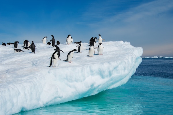 Pingvinkoloni i Antarktisk farvann