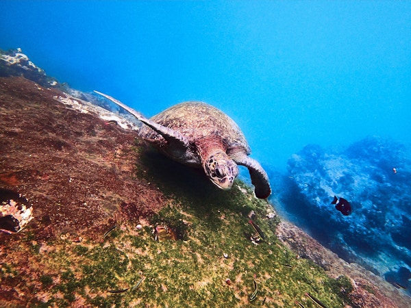 En av stillehavsets grønne skilpadder, ofte sett mens du snorkler på Galapagos.