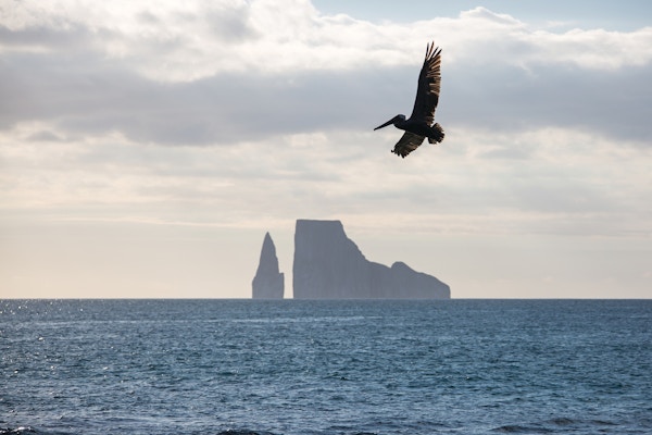 Pelikan som flyr over Kicker Rock