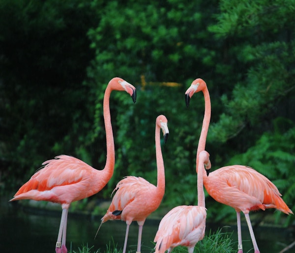 Fire rosa flamingoer