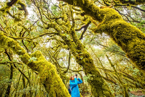 Kvinne som reiser med ryggsekk, fotograferer med fotokamera vakker eviggrønn skog i Garajonay-parken på øya La Gomera på Kanariøya, i Spania. Vidvinkelbilde med kopiplass