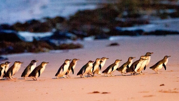 Pingviner på strand