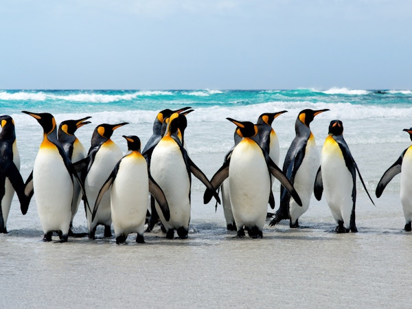King Penguins på Volunteer Point, Falkland Islands