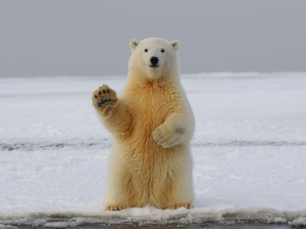 En fin isbjørn vinker til kameraet
