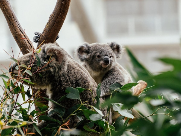 To koalaer i et eukalyptus tree i zoo i Sydney