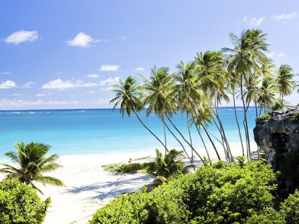 Høye palmer på en hvit strand i Bottom Bay, Barbados, Karibia