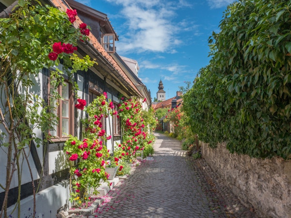 Roser som vokser på vegger i en middelaldergate i den historiske Hanse-byen Visby på den svenske øya Gotland i Østersjøen