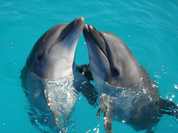 To delfiner snute mot snute i et basseng