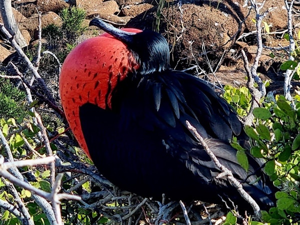 Sort fugl med rød pose under nebbet