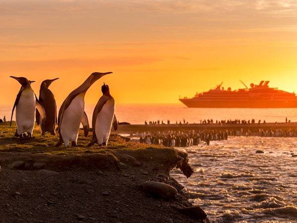 Mange pingviner på land og et cruiseskip badet i solnedgangslys i bakgrunnen