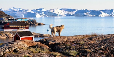 Hund i Ilulissat, Grønland.