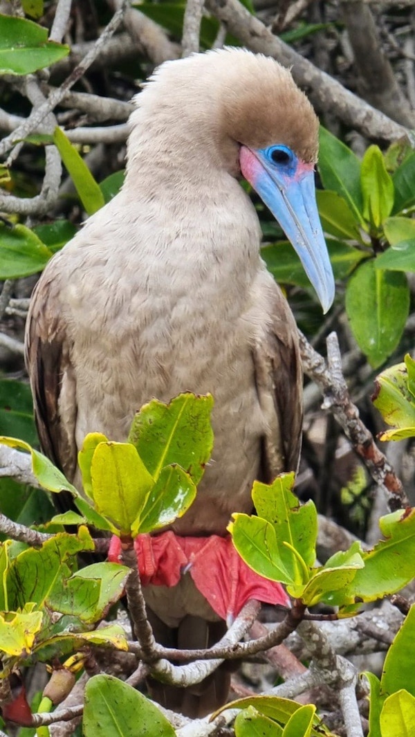 Fugl med blått nebb og røde føtter