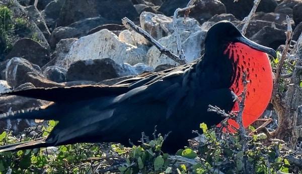 Sort fugl med rød pose under nebbet