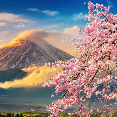 Fuji-fjellet og kirsebær blomstring om våren, Japan.