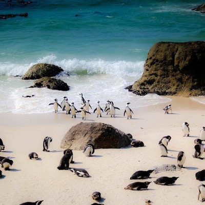 Liten gruppe pingviner på sandstranden med steiner ved Simon's Town. Originalt offentlig domenebilde fra Wikimedia Commons