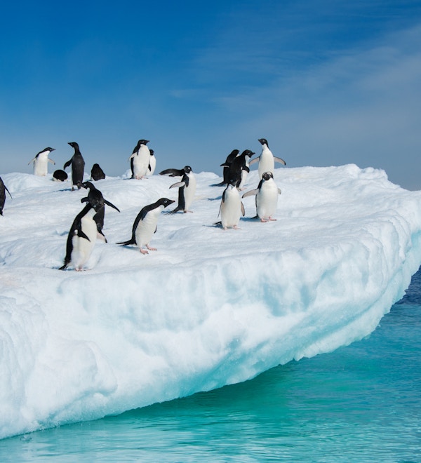 Pingvinkoloni i Antarktisk farvann