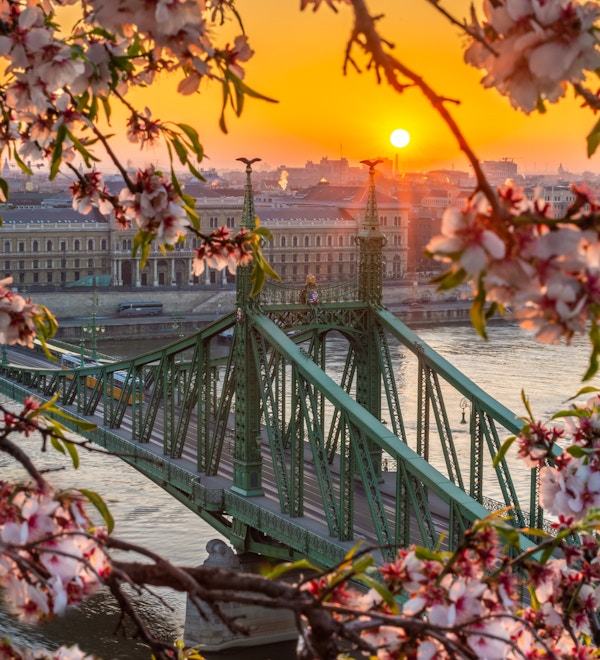Budapest, Ungarn - Vår i Budapest med Liberty Bridge over elven Donau med tradisjonell gul trikk ved soloppgang og kirsebærblomst i forgrunnen