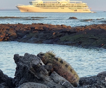 En iguan på en stein foran havet der det ligger et ekspedisjonsskip