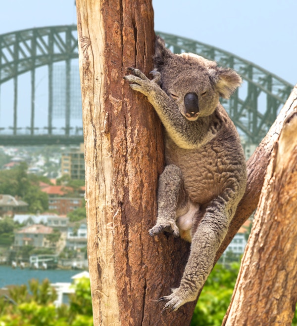 Søt koala som sitter i et tre i Sydney, Australia
