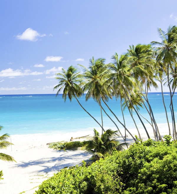 Høye palmer på en hvit strand i Bottom Bay, Barbados, Karibia